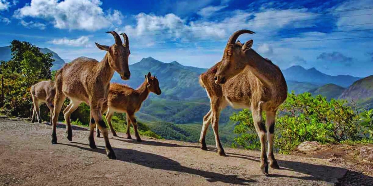 Mukurthi National Park 